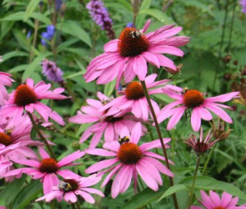Echinacea purpurea 'Magnus' - medium image 1