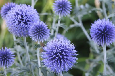 Echinops ritro - medium image 1