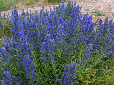 Echium 'Blue Bedder' AGM - medium image 1