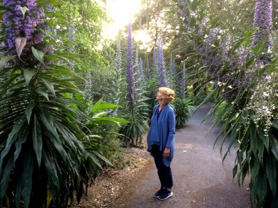 Echium pininana AGM - medium image 1