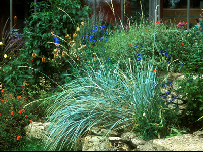 Elymus magellanicus - medium image 1