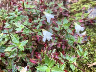 Epilobium glabellum - medium image 1