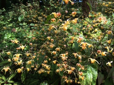 Epimedium 'Amber Queen' - medium image 1