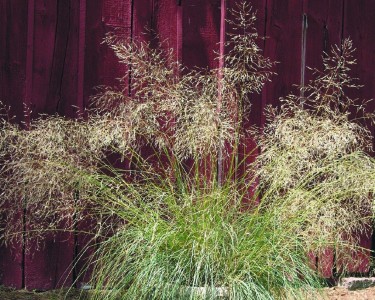 Eragrostis elliottii - medium image 1