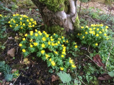 Eranthis hyemalis - medium image 1