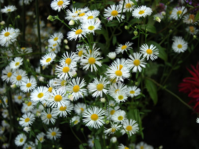 Erigeron annuus - medium image 1