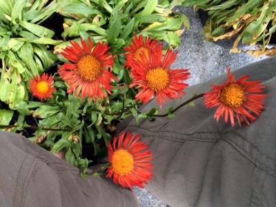 Erigeron aurantiacus - medium image 1