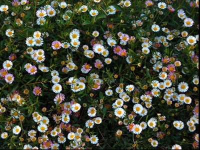 Erigeron karvinskianus - medium image 1