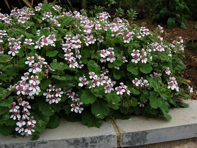 Erodium pelargoniflorum - medium image 1