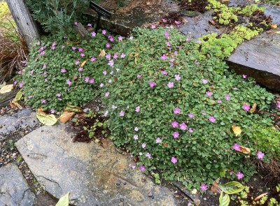 Erodium x variabile Bishops form - medium image 1