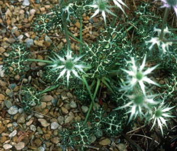 Eryngium bourgatii ex Graham Stuart Thomas's selection - medium image 1
