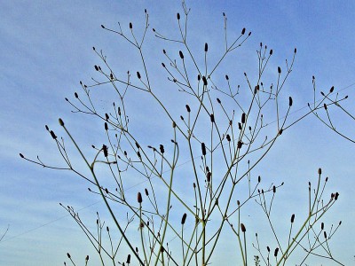 Eryngium ebracteatum - medium image 1
