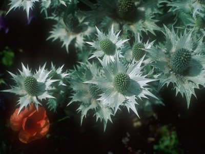 Eryngium giganteum - medium image 1