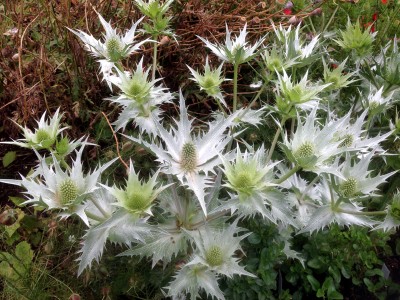 Eryngium giganteum 'Silver Ghost' - medium image 1