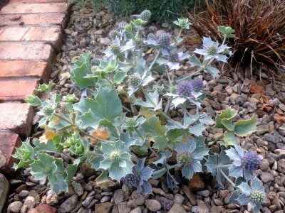 Eryngium maritimum - medium image 1