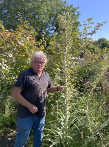 Eryngium paniculatum - medium image 1