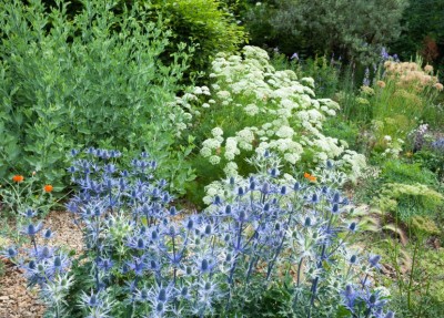Eryngium x zabellii - medium image 1