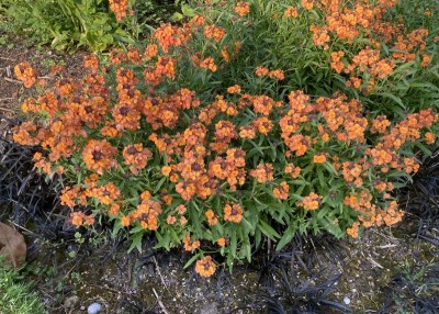 Erysimum 'Apricot Twist' - medium image 1
