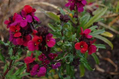 Erysimum 'Parrish's' - medium image 1