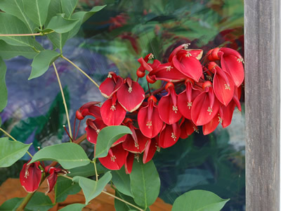 Erythrina crista-galli - medium image 1