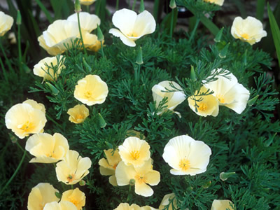 Eschscholzia californica 'Alba' - medium image 1