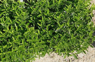 Euonymus japonicus 'Microphyllus' - medium image 1