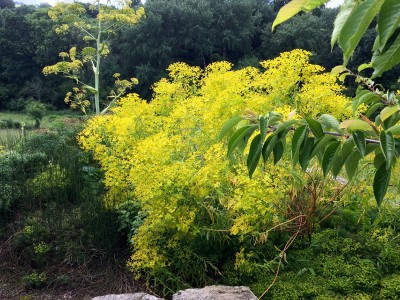 Euphorbia ceratocarpa - medium image 1