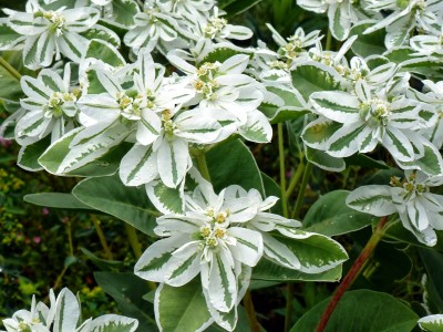 Euphorbia marginata - medium image 1