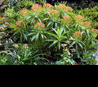Euphorbia mellifera - medium image 1