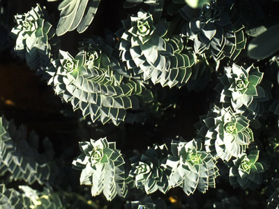 Euphorbia myrsinites - medium image 1