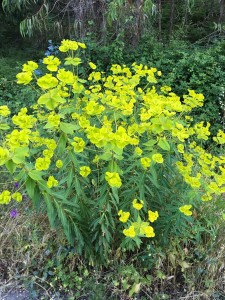 Euphorbia paniculata ssp monchiquensis - medium image 1