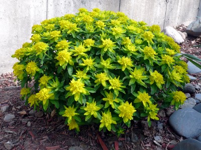 Euphorbia polychroma AGM - medium image 1