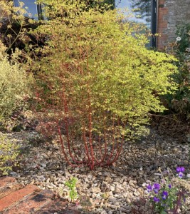 Euphorbia stricta - medium image 1