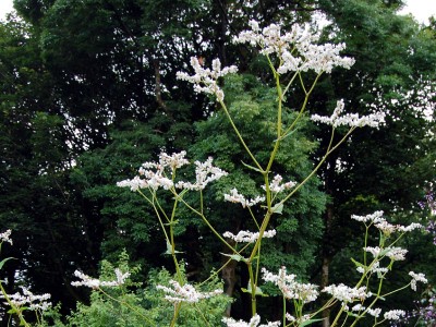 Fagopyrum dibotrys - medium image 1
