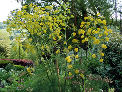 Ferula communis - medium image 1