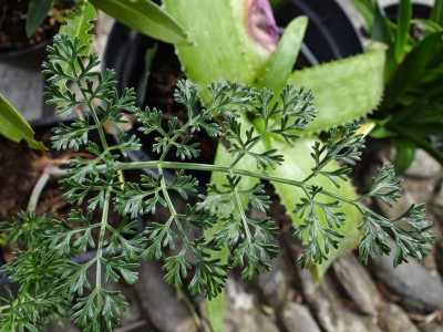 Ferula communis glauca - medium image 1