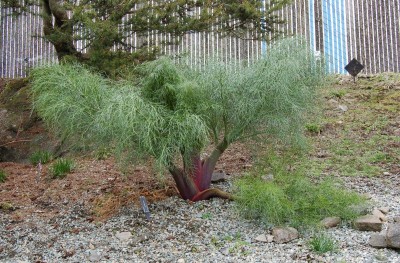 Ferula communis glauca purple stem - medium image 1