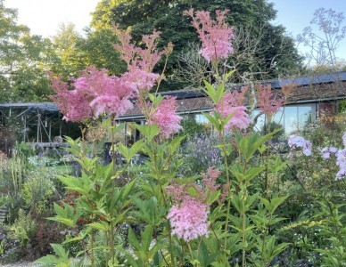 Filipendula rubra 'Venusta' AGM - medium image 1
