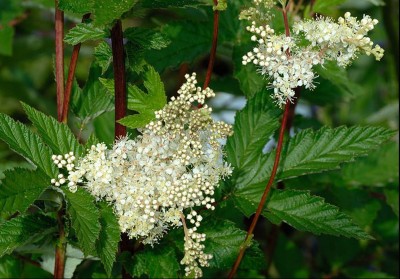 Filipendula ulmaria AGM - medium image 1
