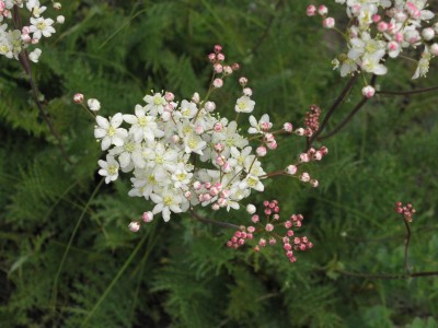 Filipendula vulgaris - medium image 1