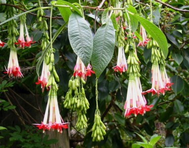 Fuchsia boliviana 'Alba' AGM - medium image 1