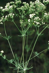 Galium glaucum - medium image 1