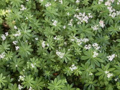 Galium odoratum - medium image 1