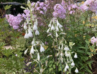 Galtonia candicans AGM - medium image 1