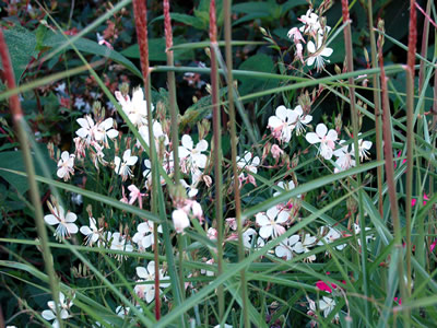 Gaura lindheimeri - medium image 1