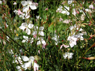Gaura lindheimeri 'Summer Breeze' - medium image 1
