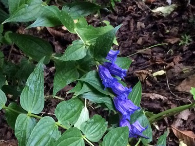Gentiana asclepiadea - medium image 1