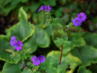 Geranium 'Bill Wallis' - medium image 1