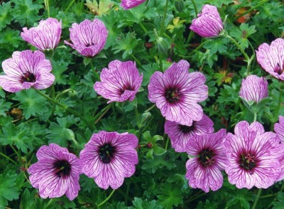 Geranium cinereum 'Ballerina' - medium image 1