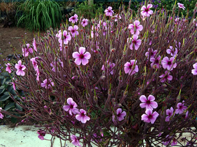 Geranium maderense - medium image 1